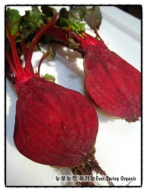 유기농 비트 5kg  안토시아닌과 엽산 풍부한 빈혈에좋은 빨간비트 수확합니다.
